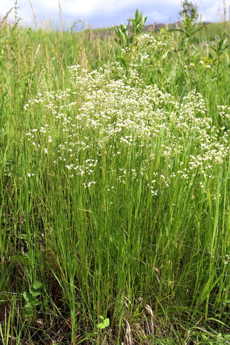 Изображение особи Eremogone longifolia.