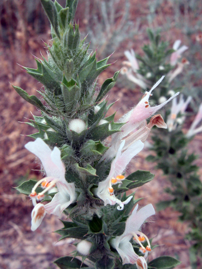 Image of Lagochilus hirtus specimen.