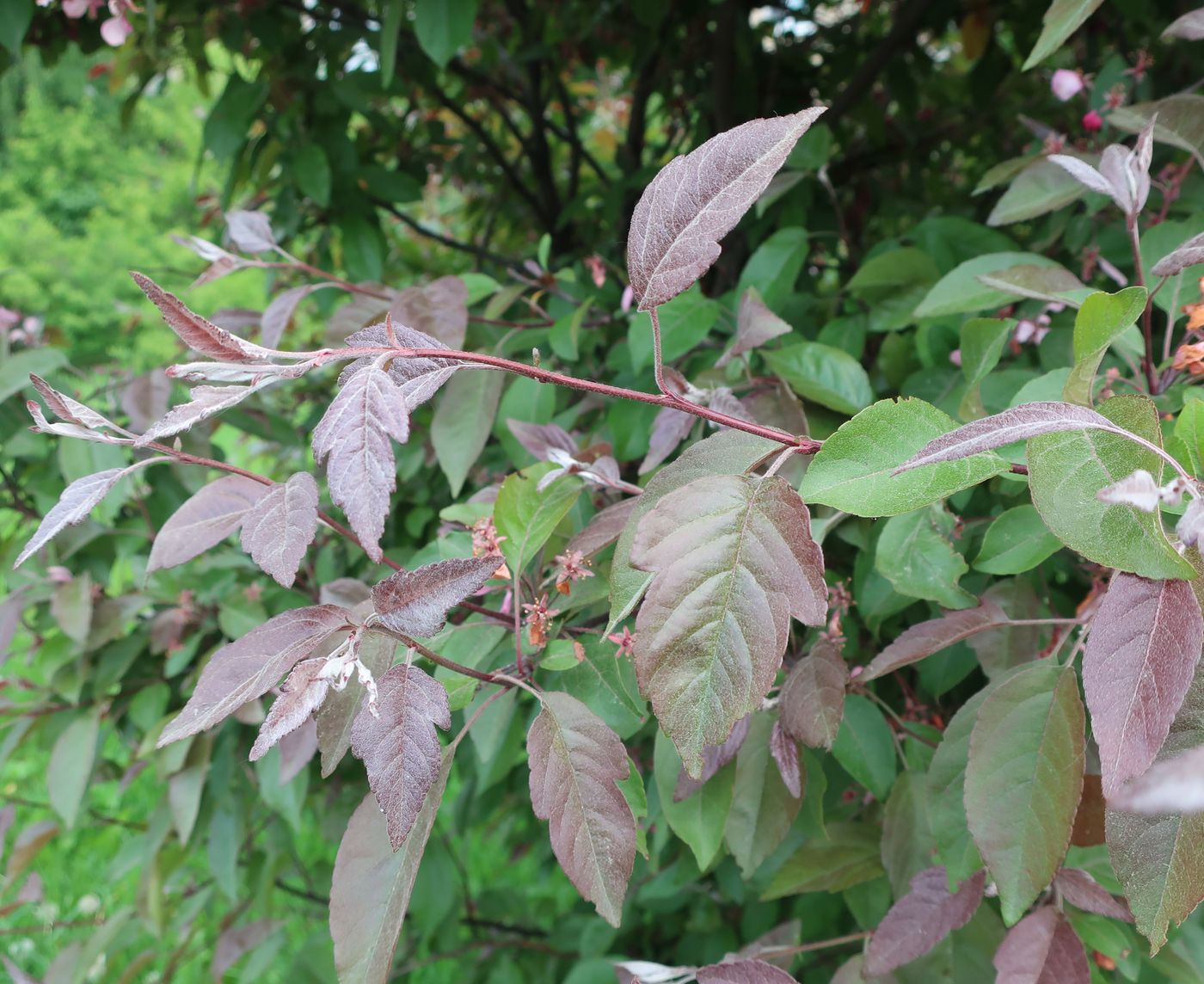 Image of genus Malus specimen.