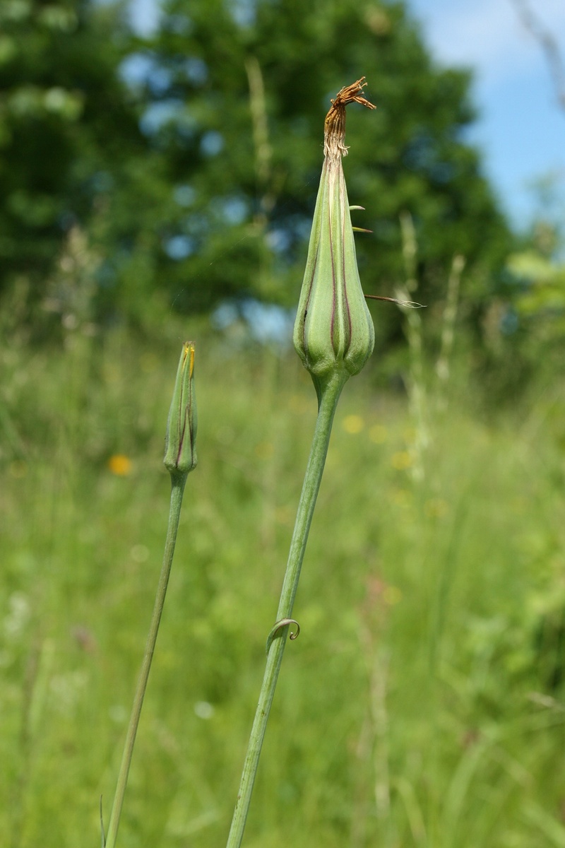 Изображение особи Tragopogon pratensis.