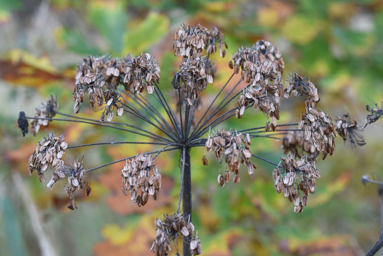 Image of Angelica sylvestris specimen.