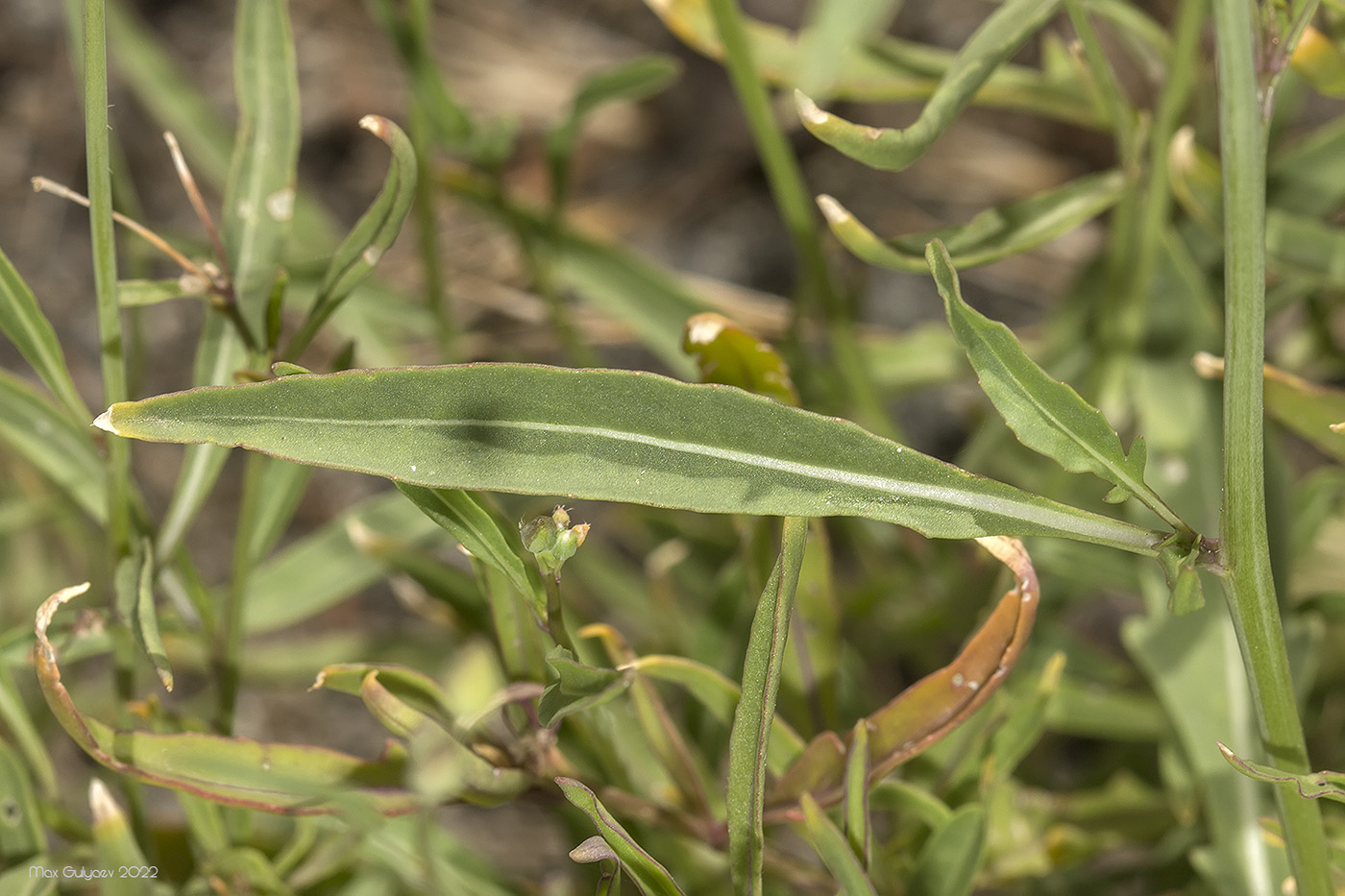 Image of Diplotaxis tenuifolia specimen.