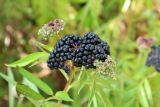 Sambucus ebulus. Соплодия со зрелыми и незрелыми плодами. Краснодарский край, м/о г. Геленджик, окр. села Прасковеевка, обочина лесной дороги. 10.09.2022.