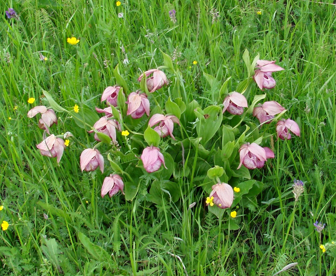 Image of Cypripedium macranthos specimen.