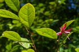 Loropetalum variety rubrum