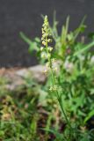 Reseda lutea. Верхушка цветущего растения. Владикавказ, сорное на газоне. 03.07.2022.