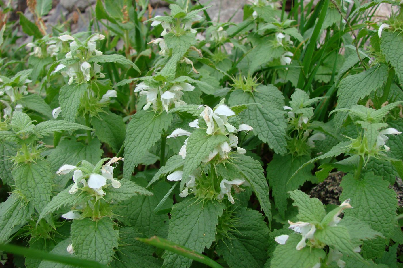 Image of Lamium album specimen.