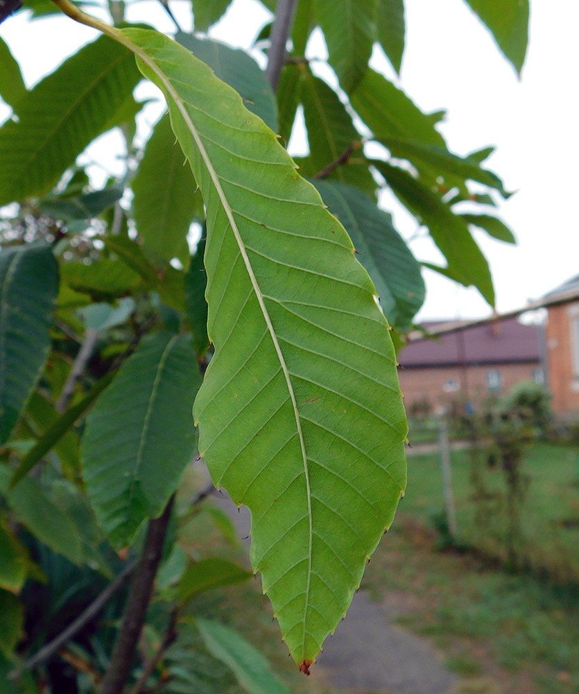 Image of Castanea sativa specimen.