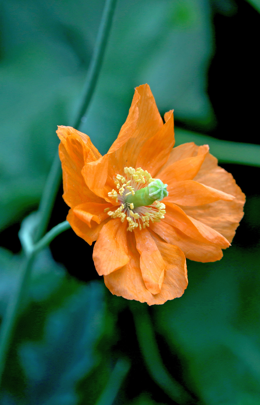 Image of Papaver rupifragum specimen.