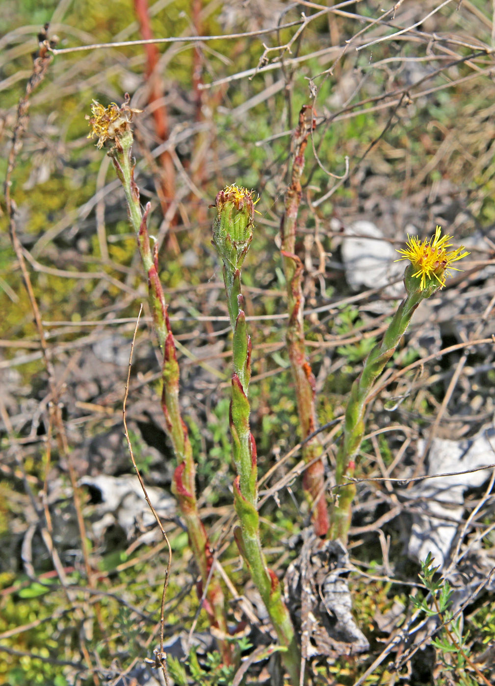 Изображение особи Tussilago farfara.