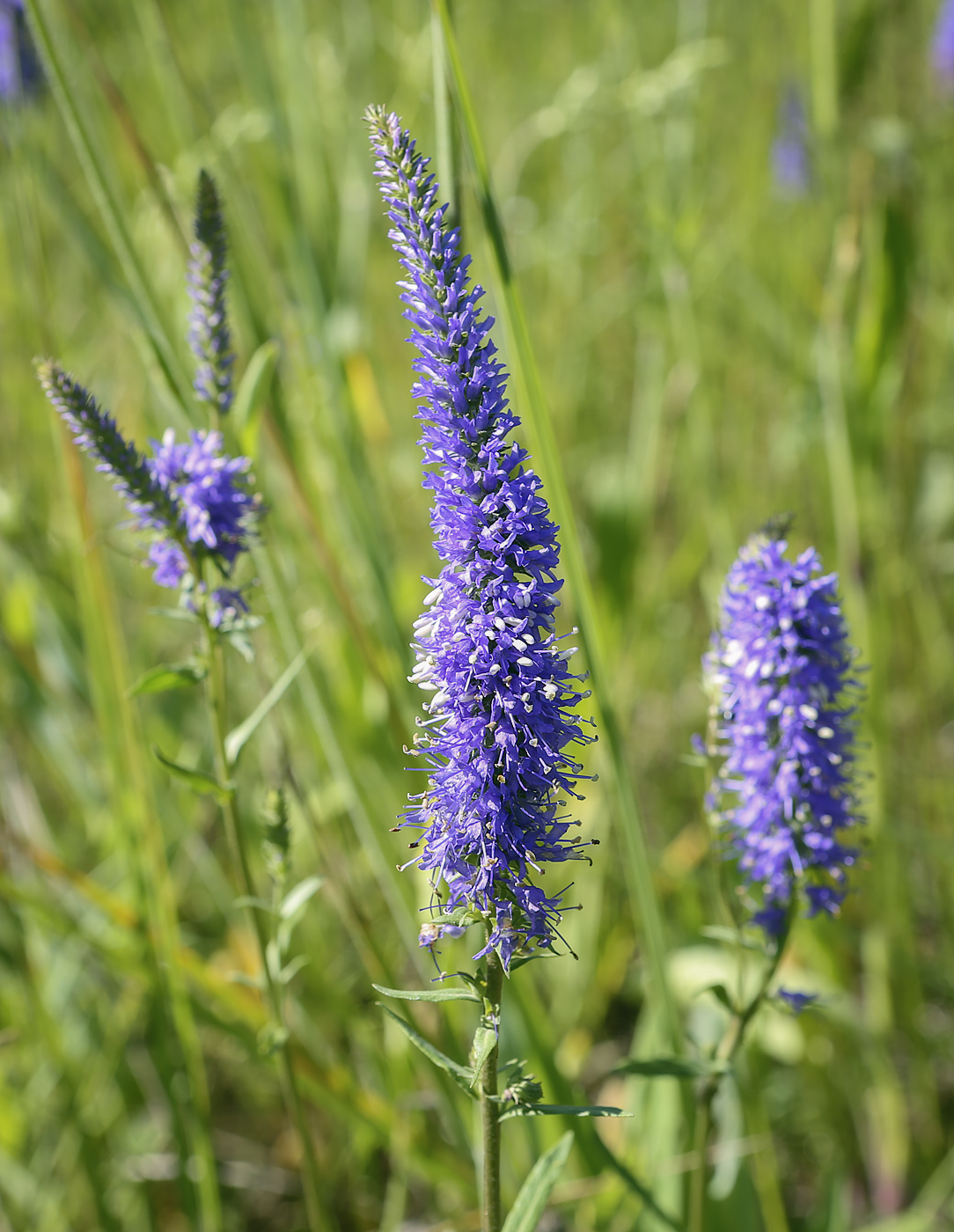 Изображение особи Veronica spicata.