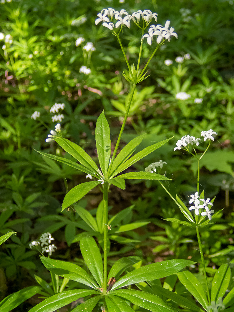 Изображение особи Galium odoratum.