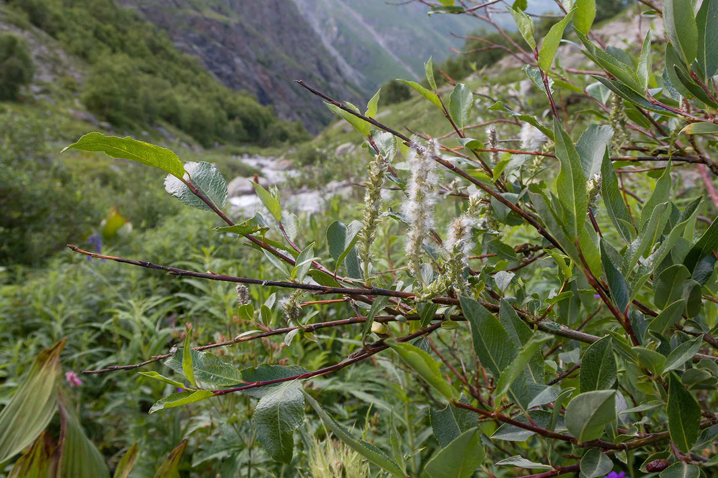 Image of Salix caucasica specimen.