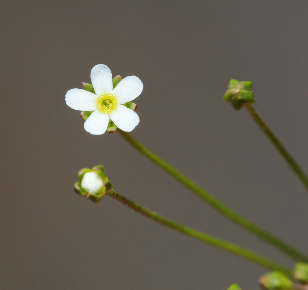 Image of Androsace septentrionalis specimen.