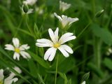 Stellaria holostea. Часть общего соцветия, цветки и бутоны. Ульяновская обл., г. Димитровград, Первомайский р-н, пойма р. Б. Черемшан, лесопарк Дубовая роща, широколиственный лес. 06.05.2023.