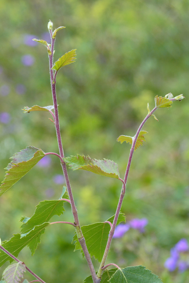 Image of Betula litwinowii specimen.