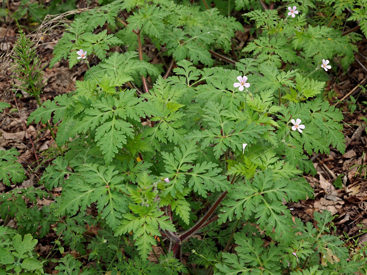 Image of Geranium robertianum specimen.