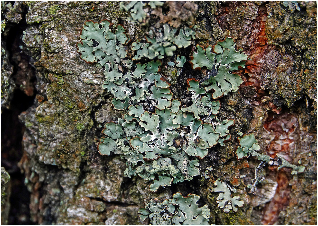 Image of Hypogymnia physodes specimen.