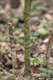 genus Phyllostachys. Нижняя часть вегетирующего растения. Краснодарский край, м/о г. Сочи, мкр. Новая Мацеста, Мацестинский лесопарк. 12.02.2024.