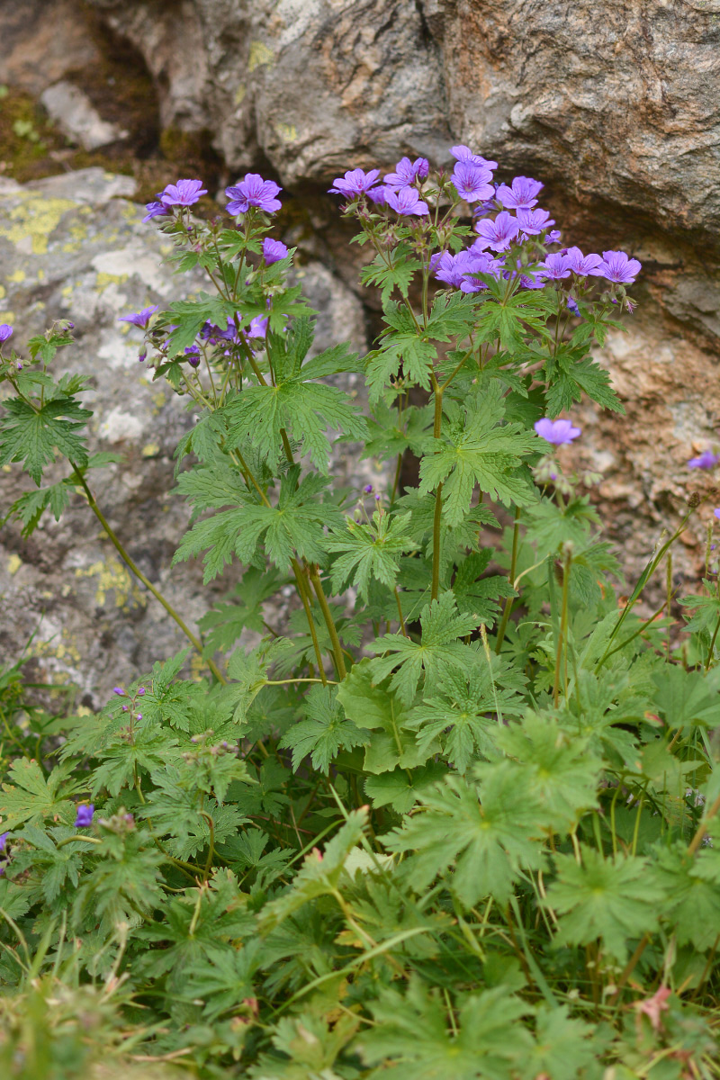 Image of Geranium sylvaticum specimen.