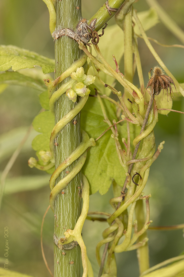 Image of genus Cuscuta specimen.