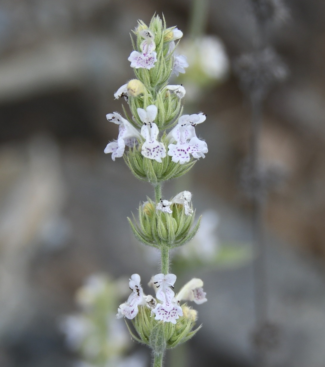 Image of Nepeta italica ssp. troodi specimen.