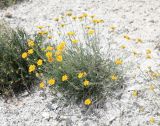 Anthemis trotzkiana