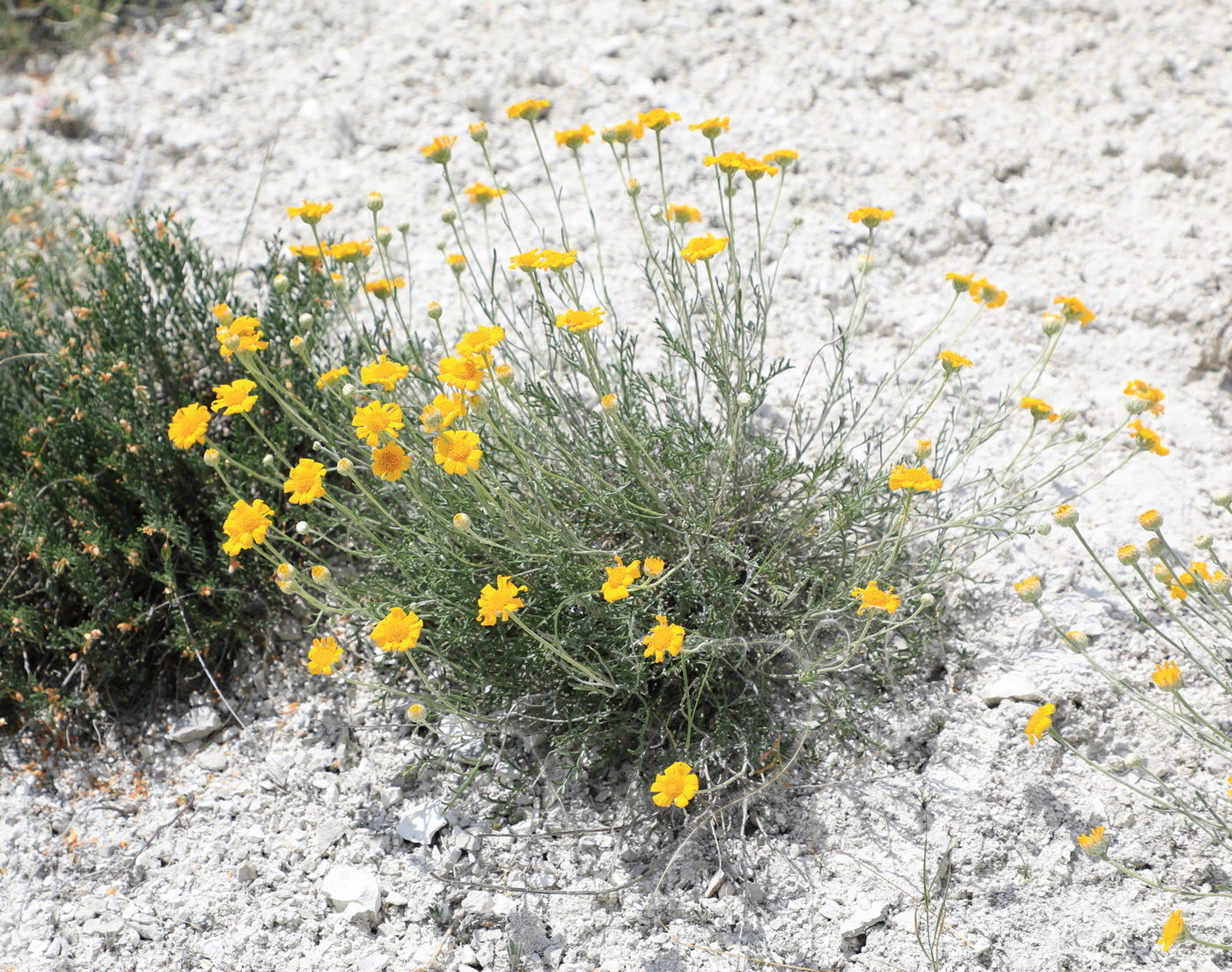 Изображение особи Anthemis trotzkiana.