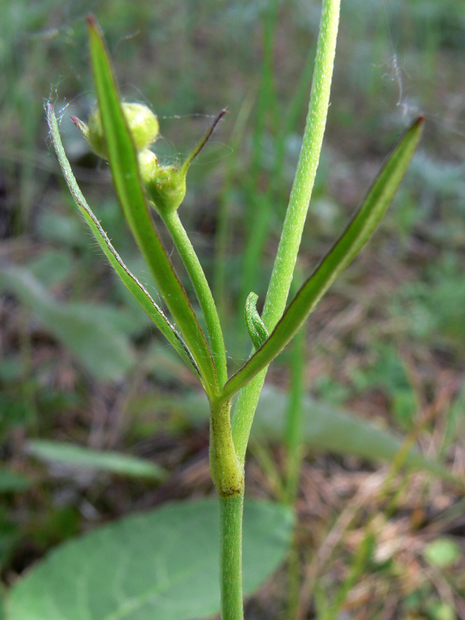 Image of Ranunculus acris specimen.