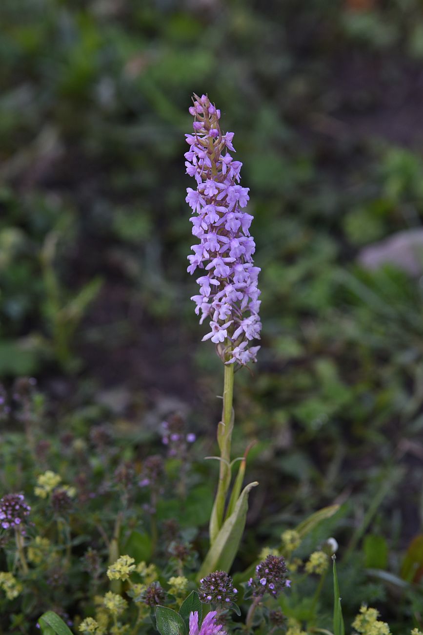 Image of Gymnadenia conopsea specimen.