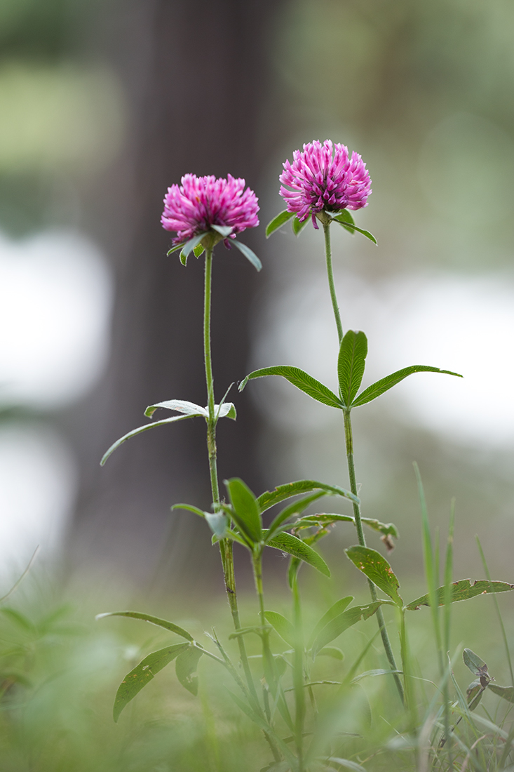 Изображение особи Trifolium alpestre.