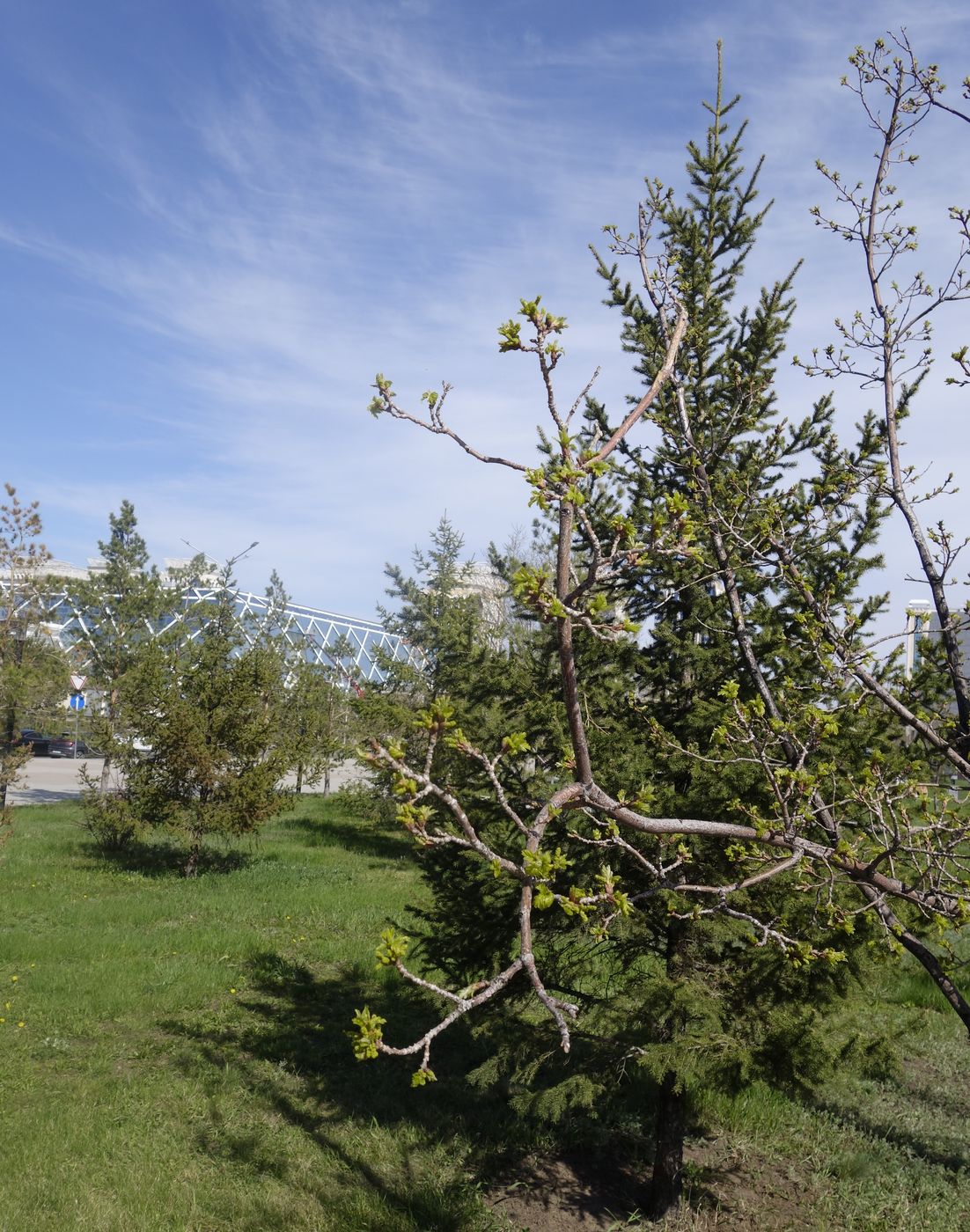 Изображение особи Quercus robur.