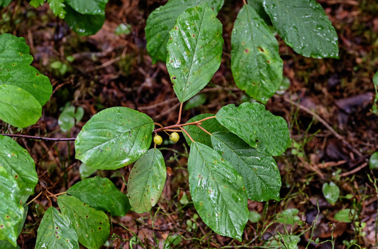 Image of Frangula alnus specimen.