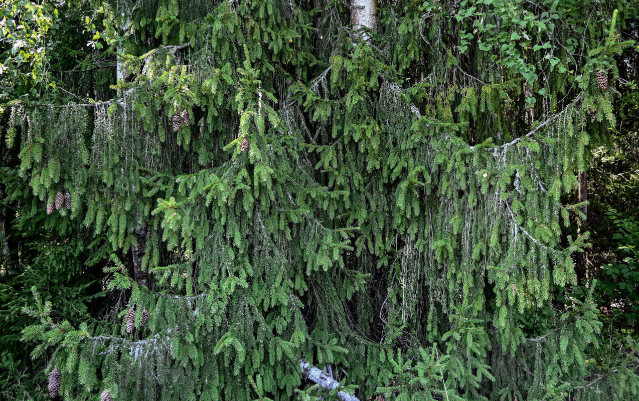 Image of Picea abies specimen.