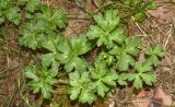 genus Ranunculus. Вегетирующее растение после сенокоса. Узбекистан, Наманганская обл., Чустский р-н, Ферганская долина, верховье кишлака Гова (G'ova), зона отдыха \"Нур\", фруктовый сад. 23.07.2024.