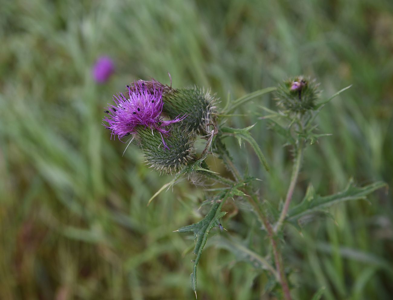 Изображение особи Cirsium vulgare.