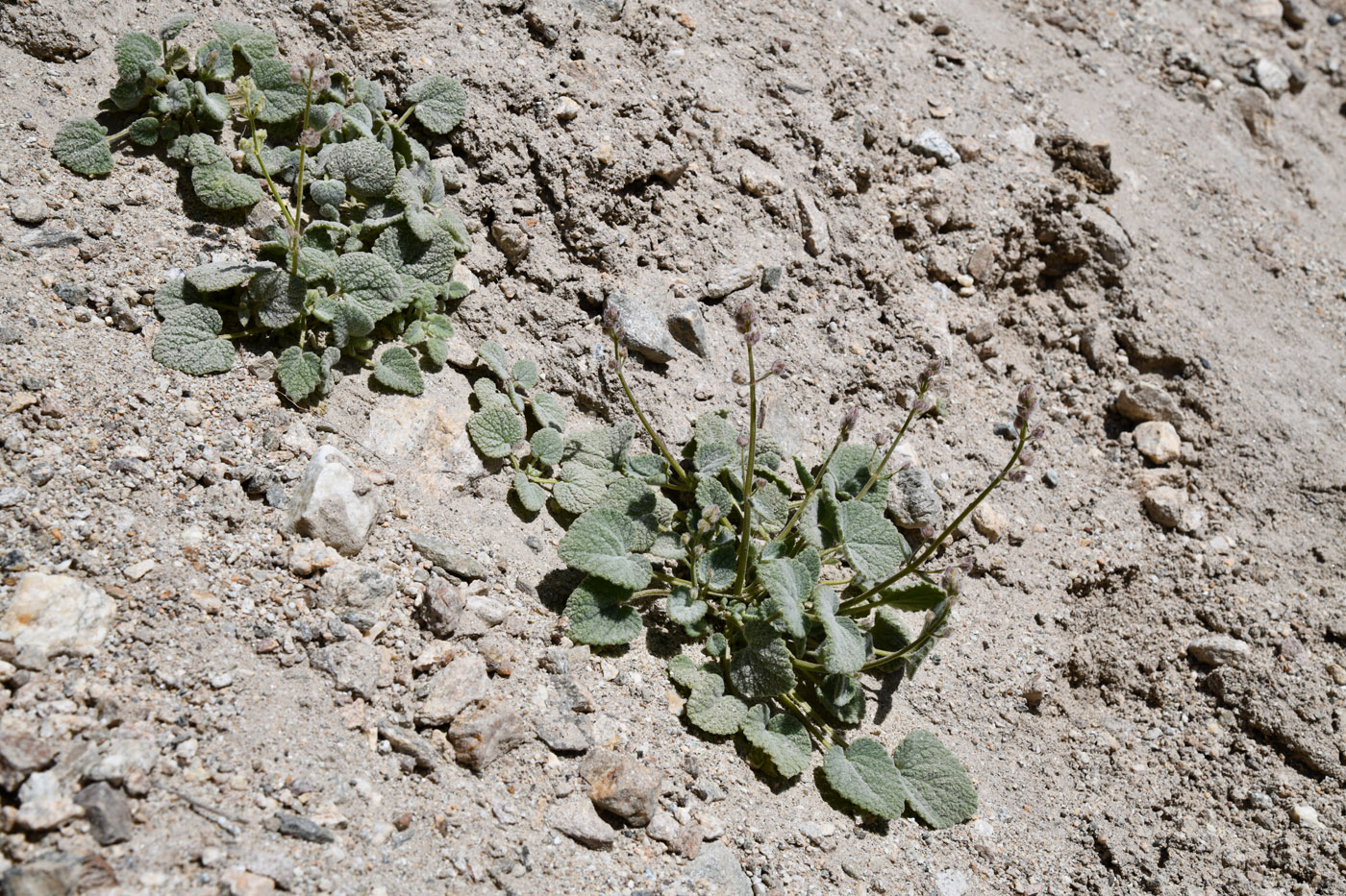 Изображение особи Nepeta floccosa.