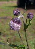 Cirsium kamtschaticum. Верхушка цветущего растения. Камчатский край, Елизовский р-н, влажный луг на берегу оз. Тахколоч. 04.08.2024.