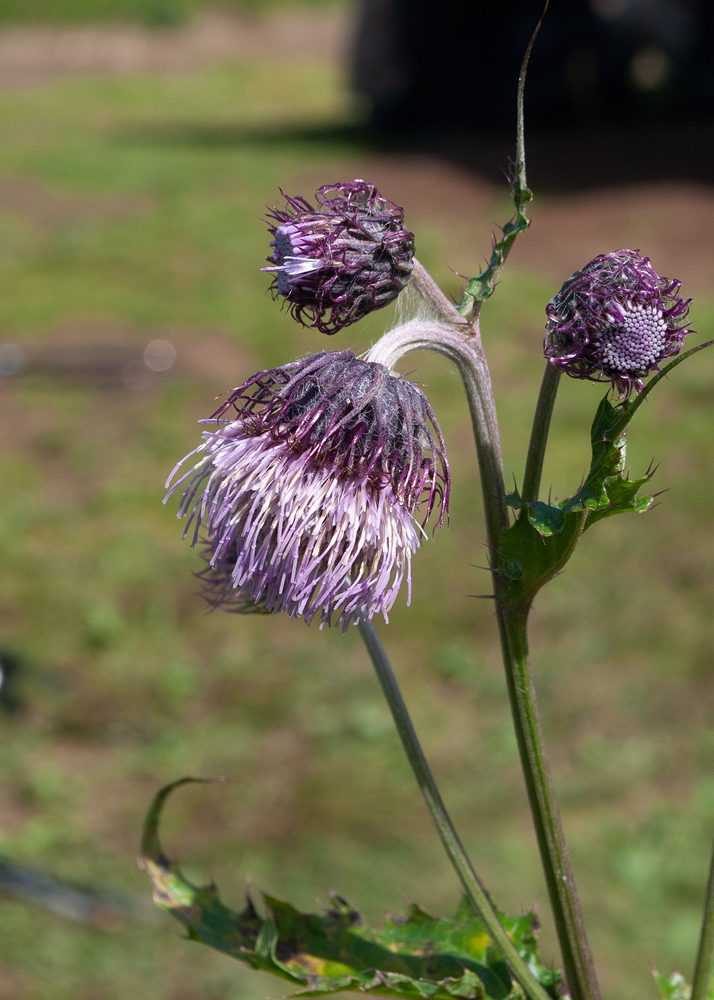 Изображение особи Cirsium kamtschaticum.