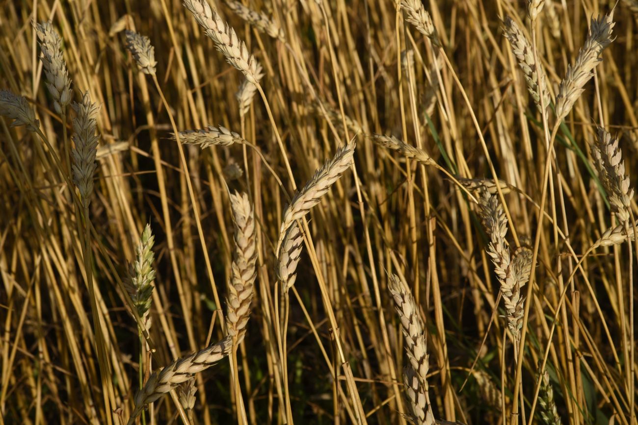 Изображение особи род Triticum.