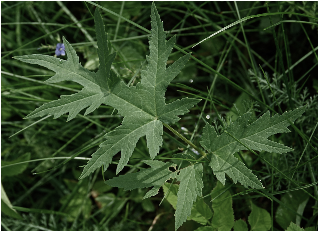 Изображение особи Heracleum sibiricum.