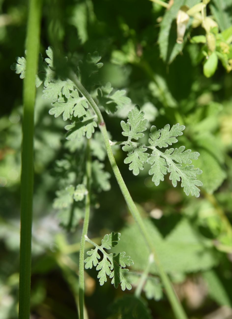 Image of Pyrethrum demetrii specimen.