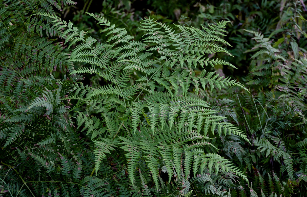 Image of Pteridium pinetorum specimen.