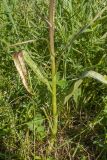 Dactylorhiza urvilleana