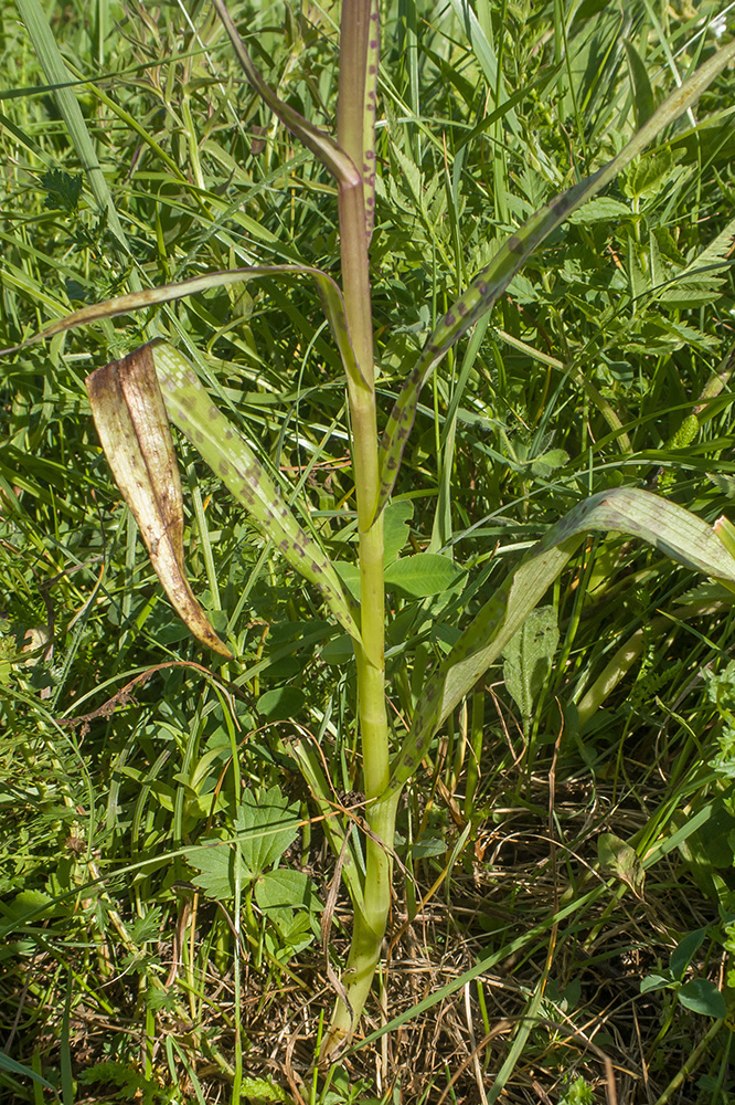 Image of Dactylorhiza urvilleana specimen.