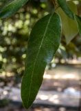 Quercus ilex. Лист. Крым, Южный Берег, городской округ Ялта, Массандровский парк. 29.05.2024.