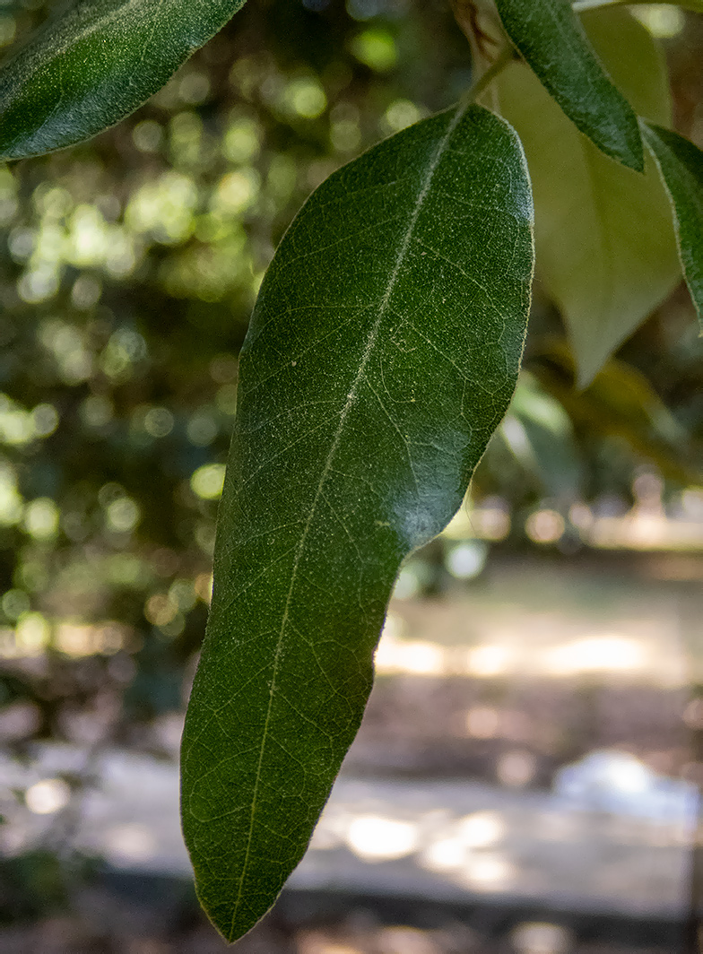 Изображение особи Quercus ilex.