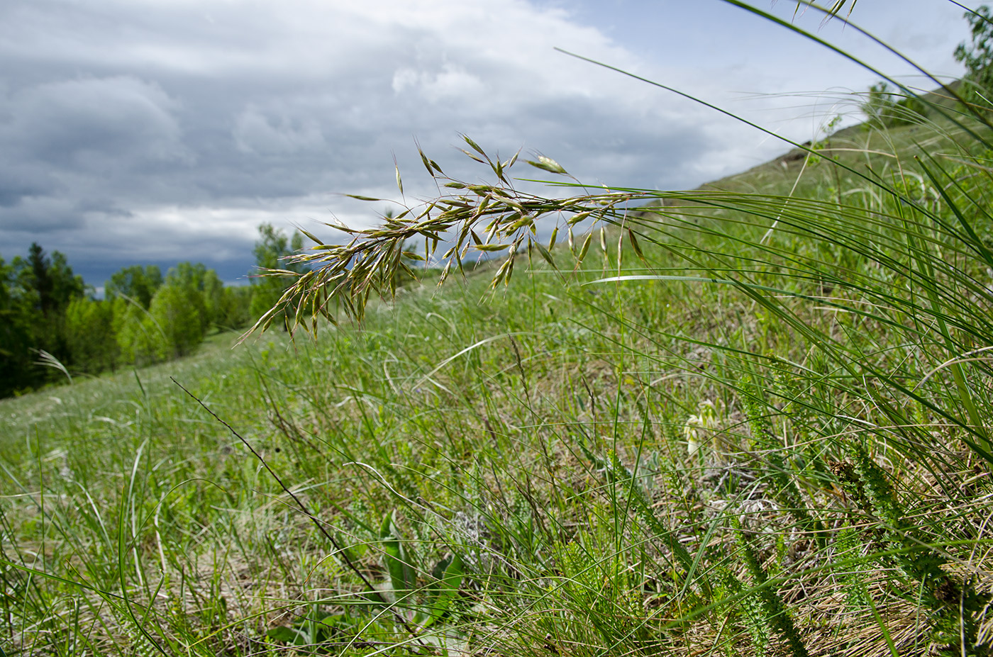 Изображение особи семейство Poaceae.