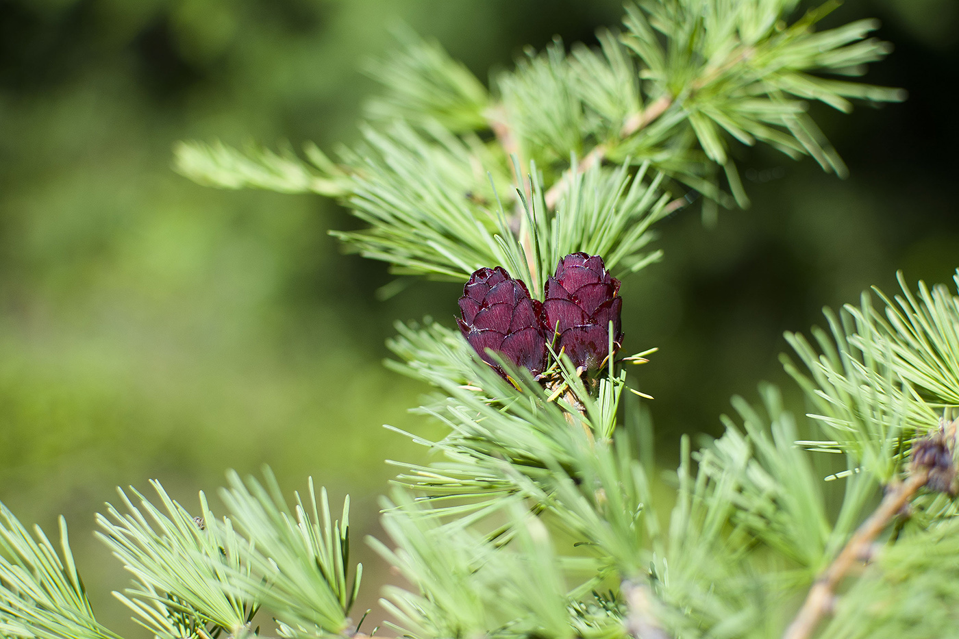 Image of Larix &times; czekanowskii specimen.