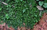 genus Marchantia. Вегетирующие растения в сообществе с папоротниками. Китай, пров. Гуанси, рисовые террасы Лунцзи, глинистый склон. 29.05.2024.